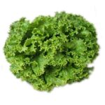 Kıvırcık Marul Salatalık