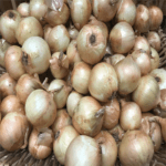 Soğan Yeni Mahsul